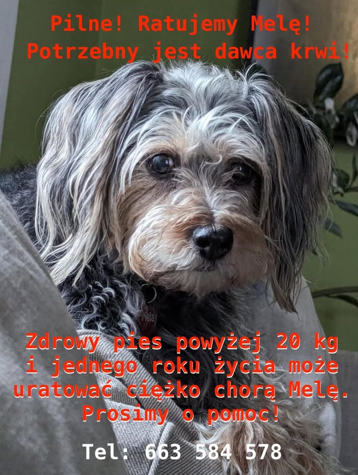 Wzajemnie Pomocni - Fundacja dla Ludzi i Zwierząt